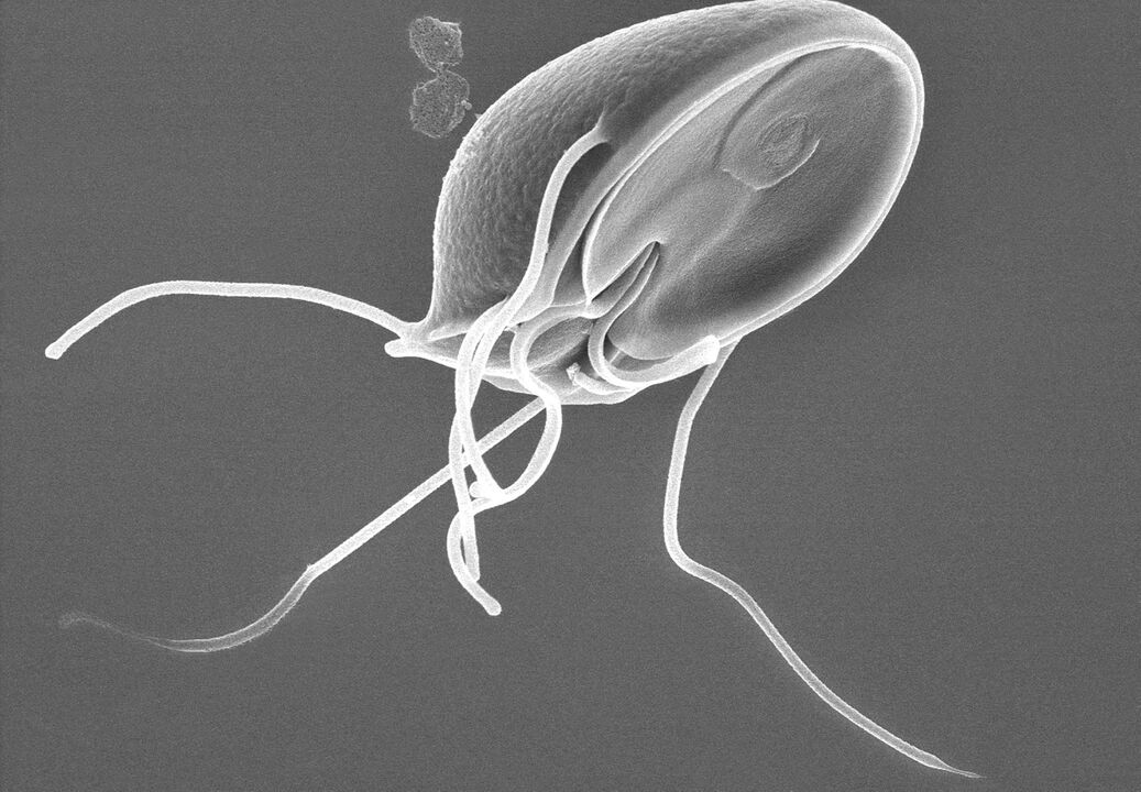 Giardia en el cuerpo humano. 